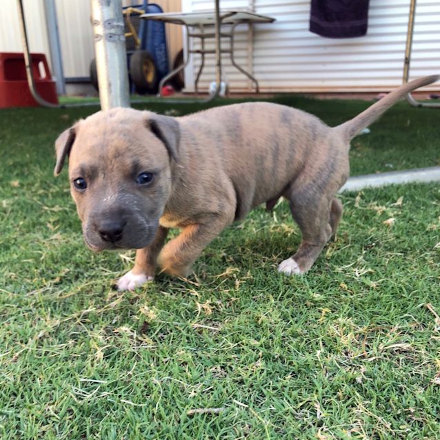 Photo of Moe D4008