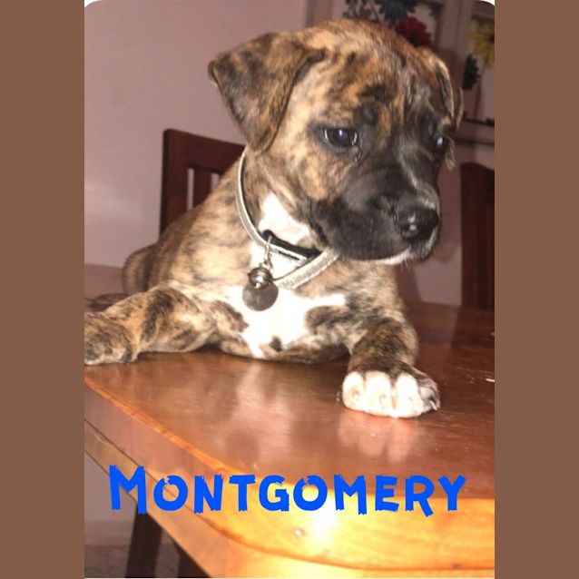 Photo of Montgomery