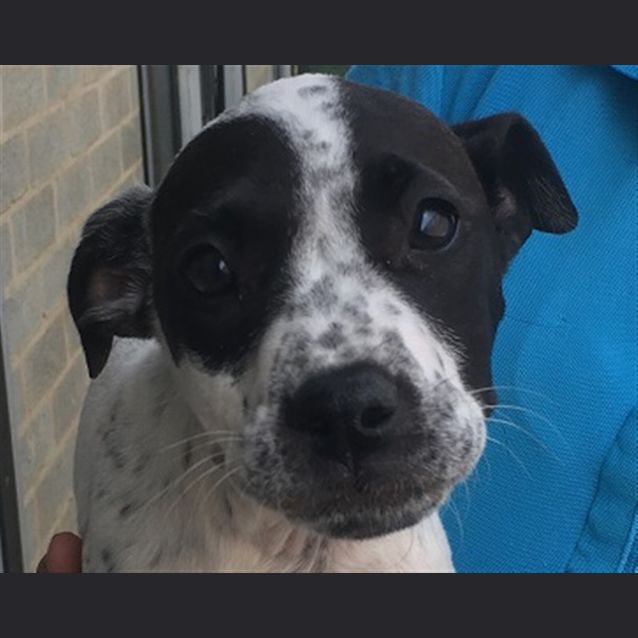Photo of Stella