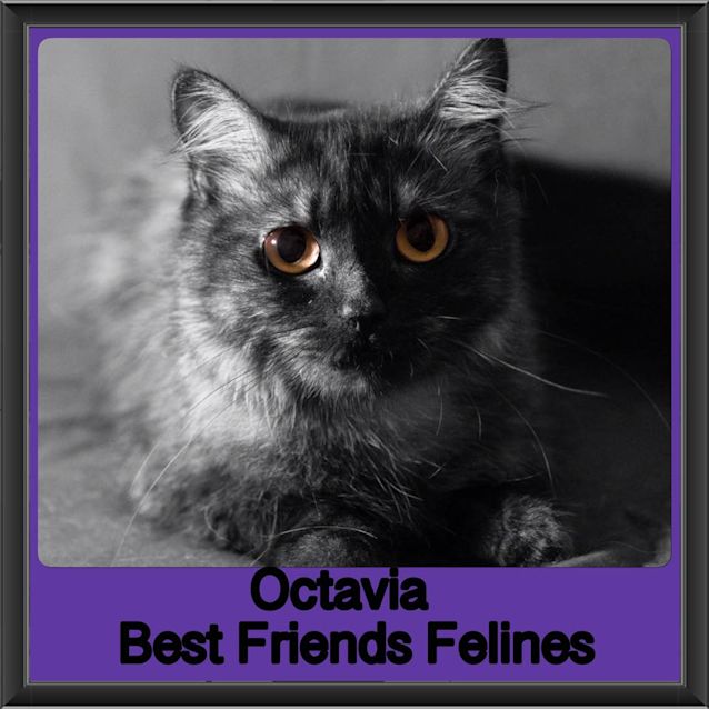 Photo of Octavia 