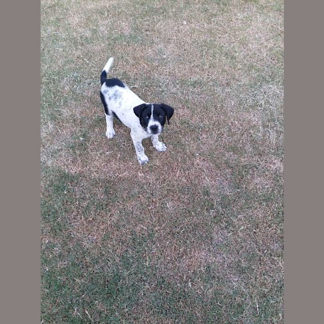 Photo of Spotty
