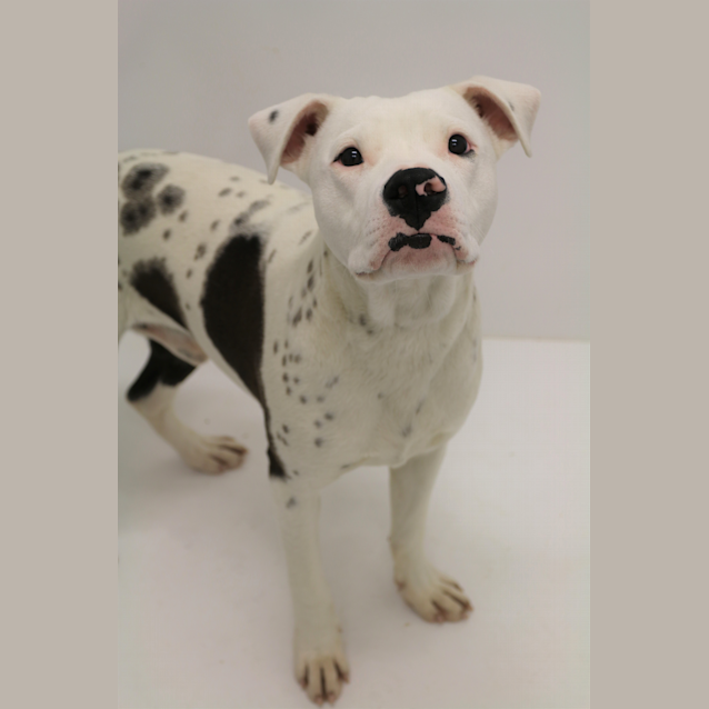 Photo of Cookie
