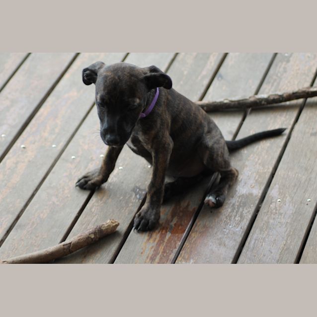 Photo of Coco