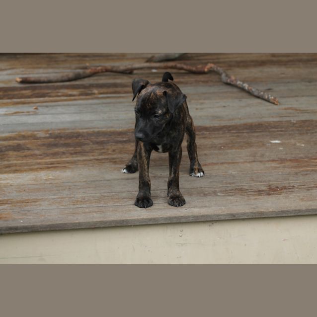 Photo of Tanner