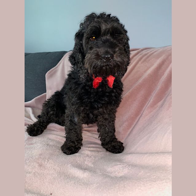 Photo of Biscuit