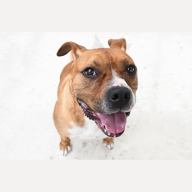 Photo of Ziggy 30978 Campbelltown Acf