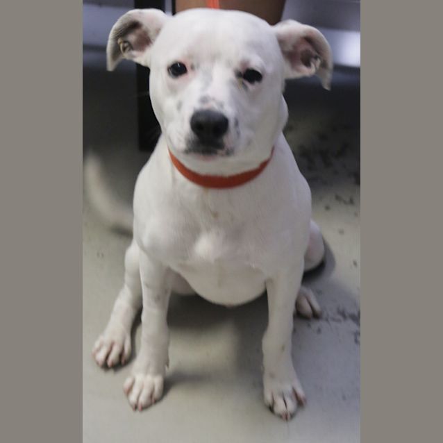 Photo of Sparky