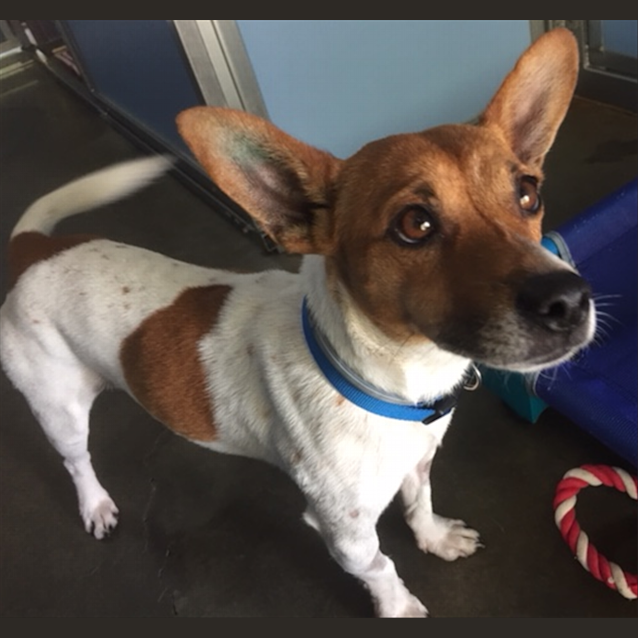Photo of Rover