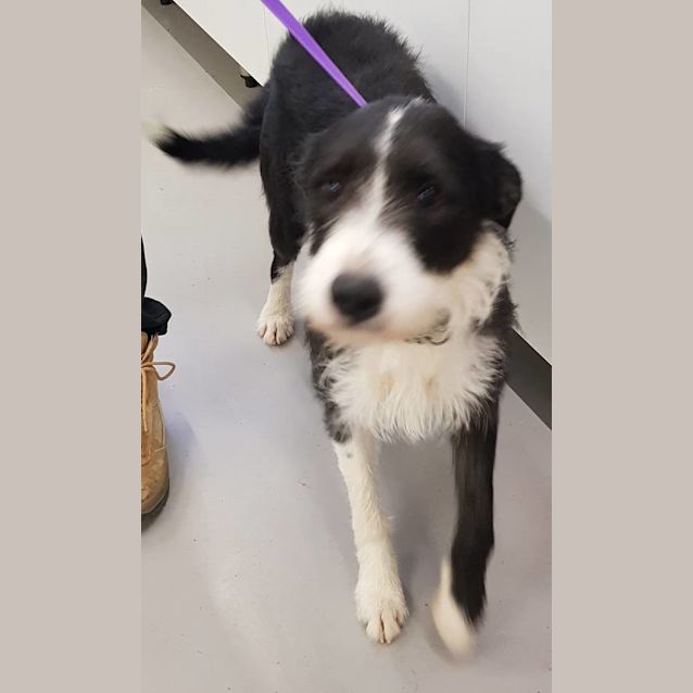 Photo of Daisy