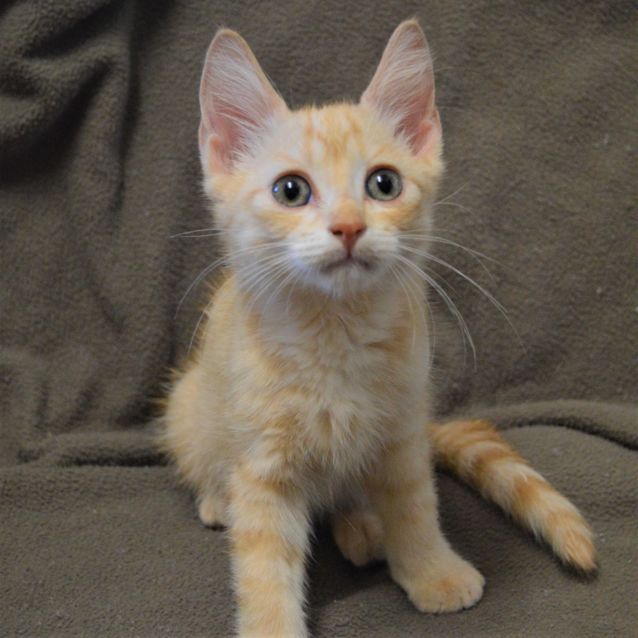 Photo of Glimmer C3376