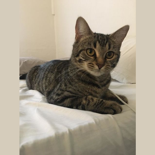 Photo of Tibbles