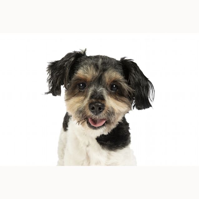 Photo of Milu