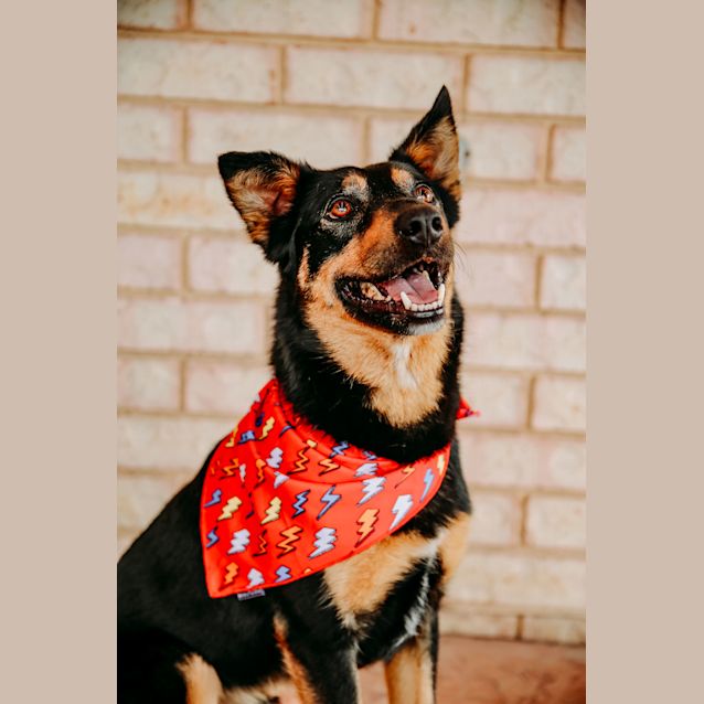Photo of Jake ~ 5 Year Old Kelpie X (On Trial 20/1/19)