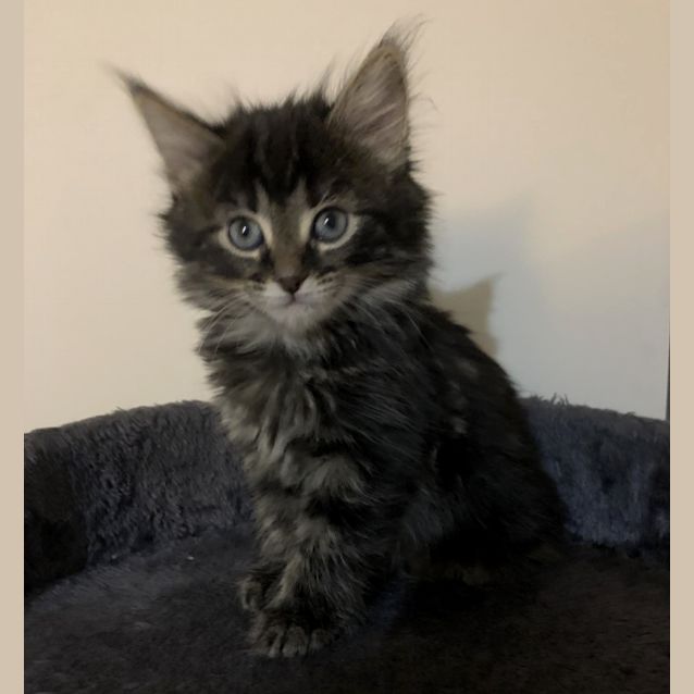 Photo of Zula **2nd Chance Cat Rescue**