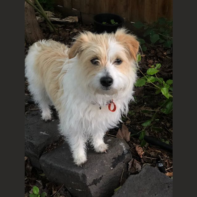 Photo of Honeydew