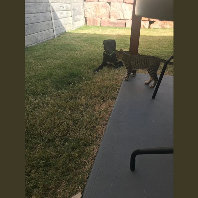 Photo of Dash