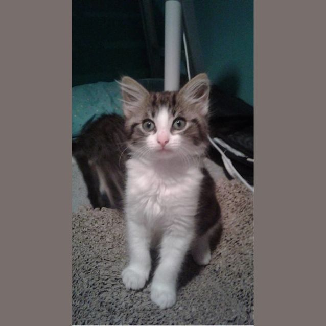 Photo of Tyrion 