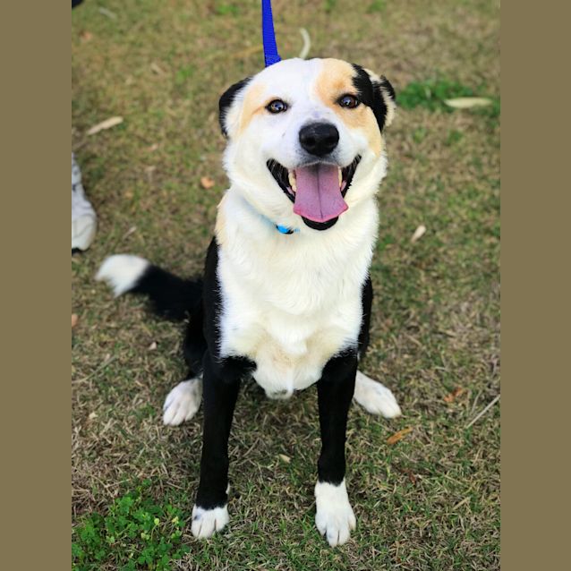 Photo of Chester