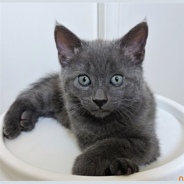 Photo of Mango