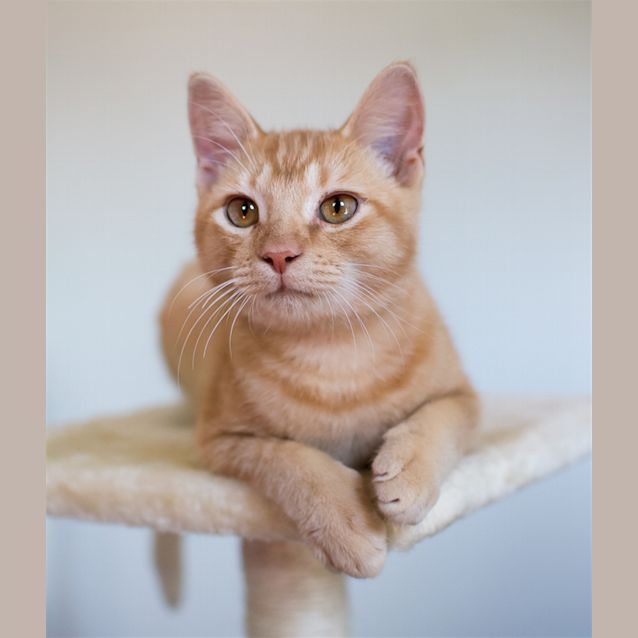Photo of Sprocket