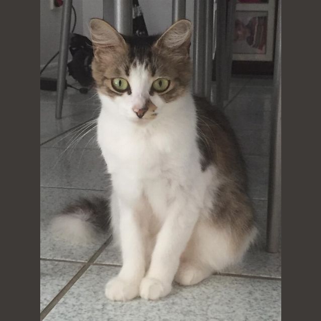 Photo of Willow