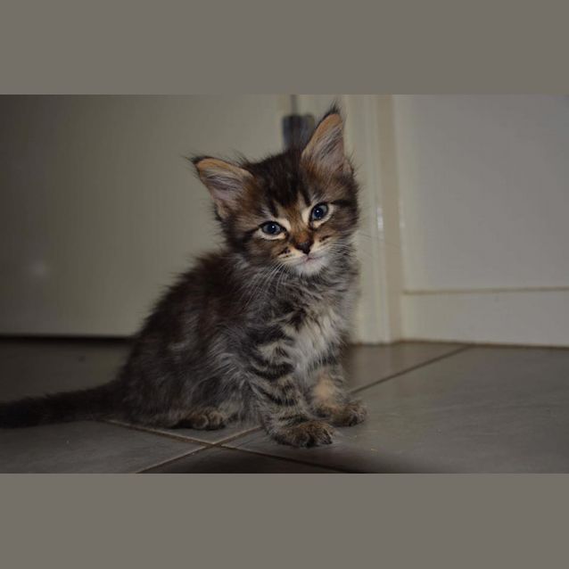 Photo of Pixie 