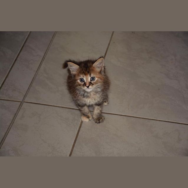 Photo of Petunia 