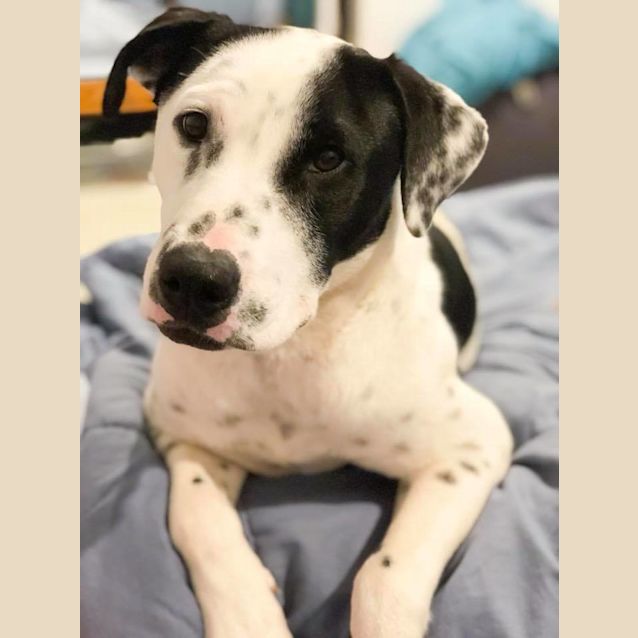 Photo of Patch