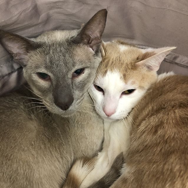 Photo of Goku & Luca