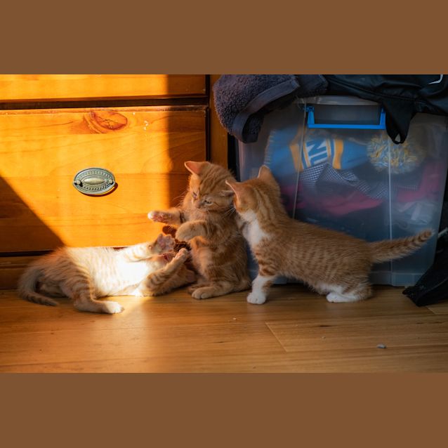 Photo of Chuck Norris