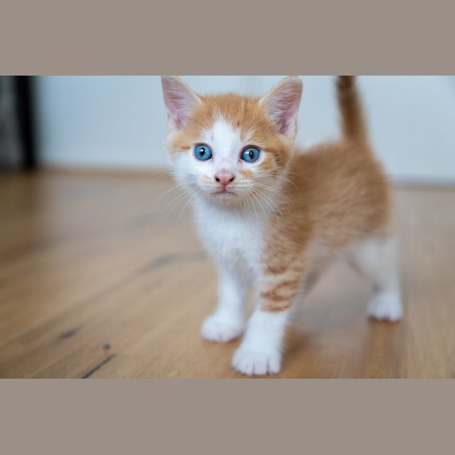 Photo of Prince Harry