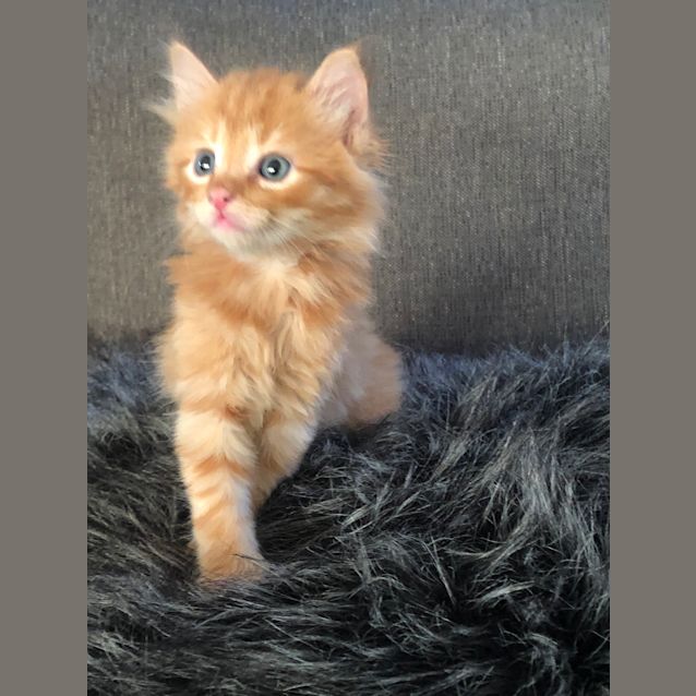 Photo of Little Pumkin
