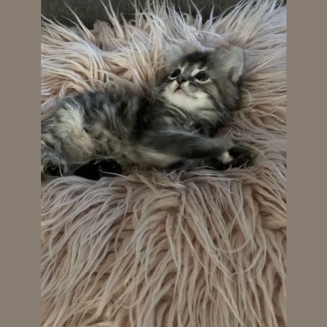 Photo of Little Miss Buttercup