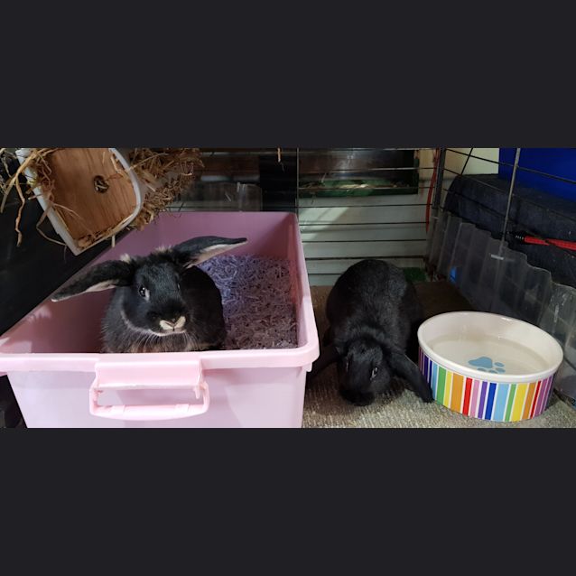 Photo of Nala & Lulu