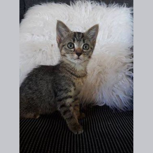 Photo of Rhaenys