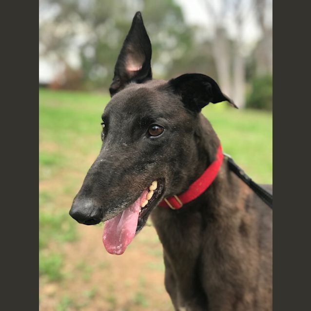 Photo of Fonzie (On Trial)