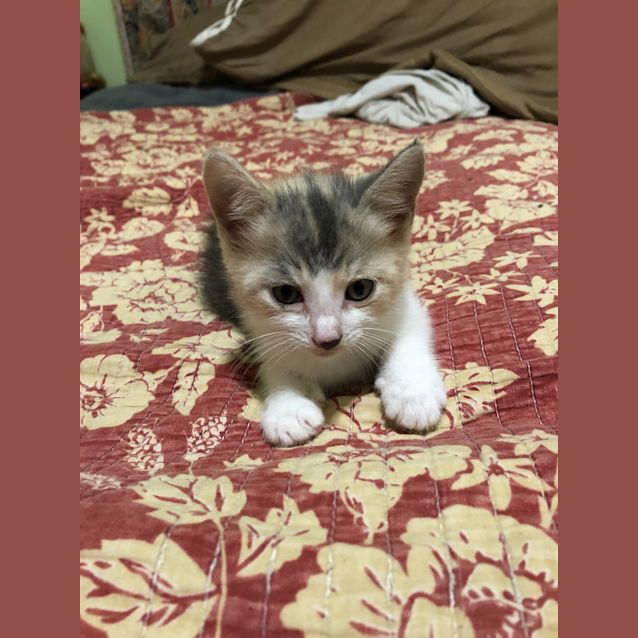 Photo of Kitty Sisters