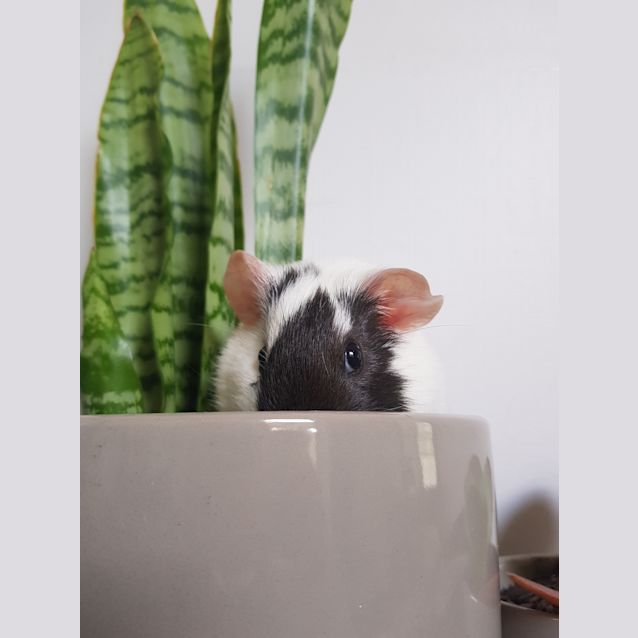 Photo of Moo (B+W) And Jersey