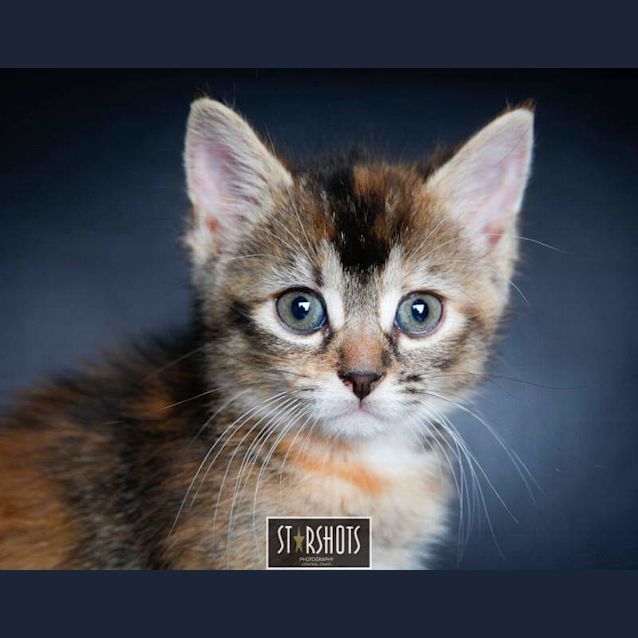 Photo of Peaches