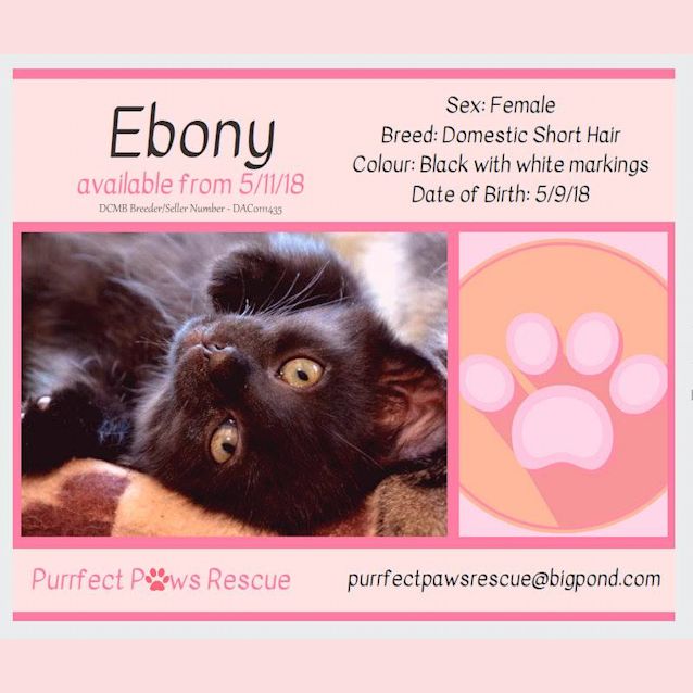 Photo of Ebony