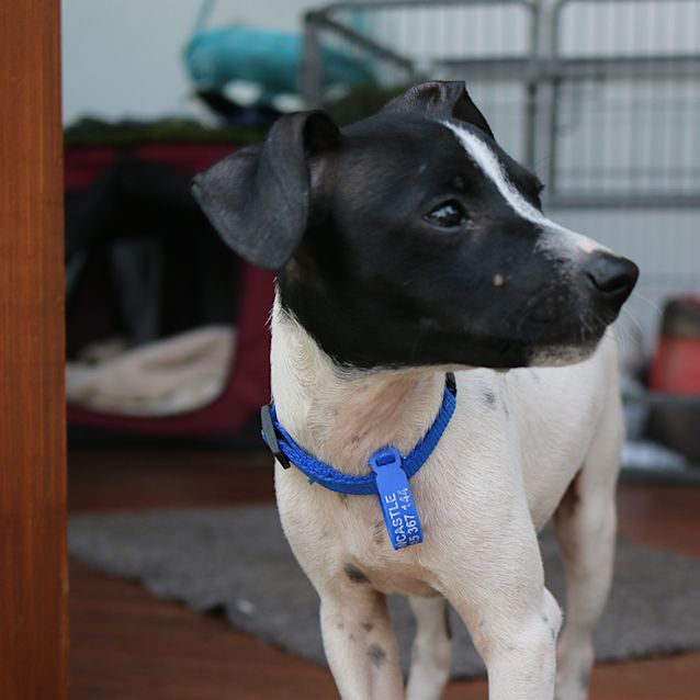 Photo of Amos ~ Fox Terrier X Puppy (On Trial 24/11/18))