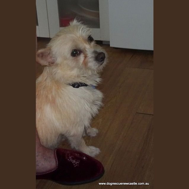 Photo of Betsy ~ 3yo Maltese X Terrier (On Trial 2/12/18)