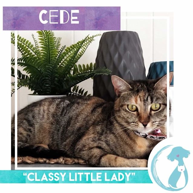 Photo of Cede