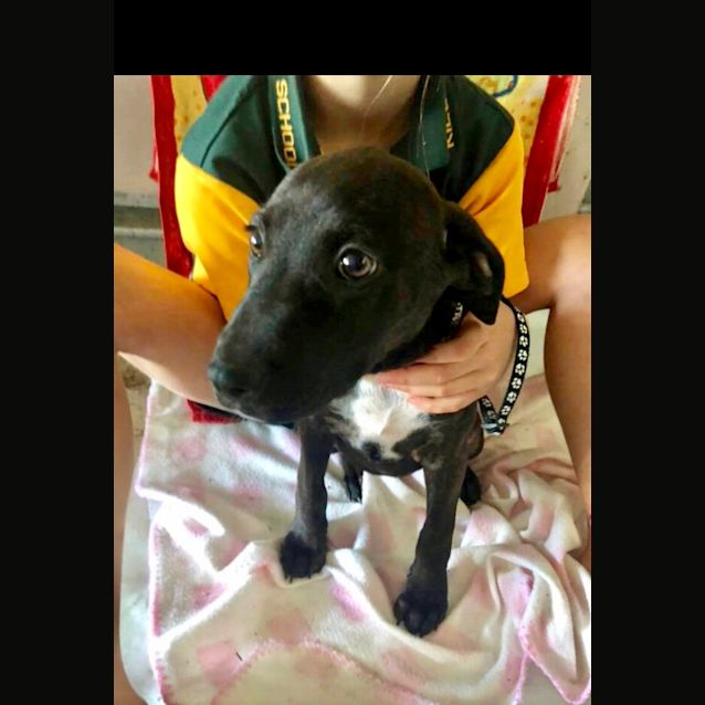 Photo of Pippa
