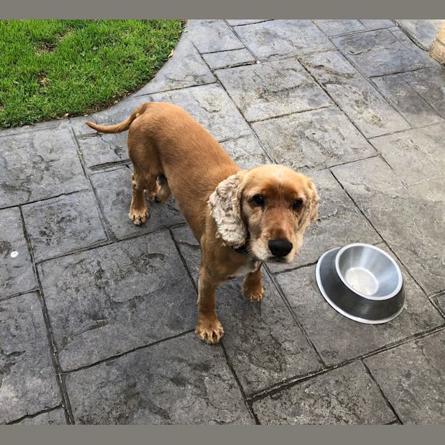 Photo of Buddy