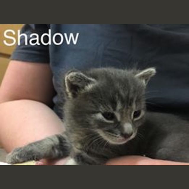 Photo of Shadow