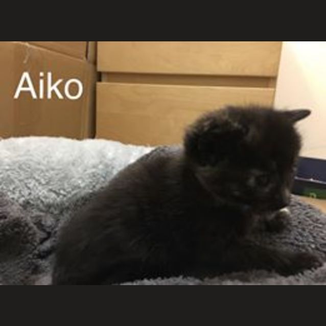 Photo of Aiko