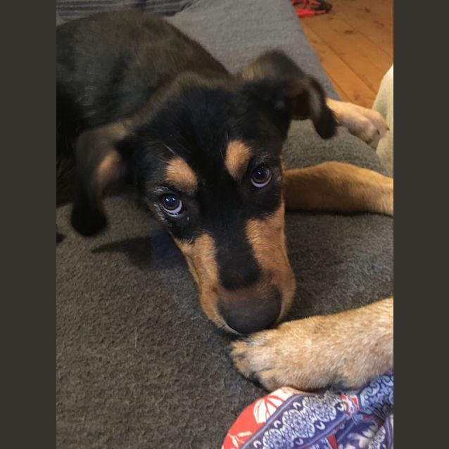 Photo of Astro