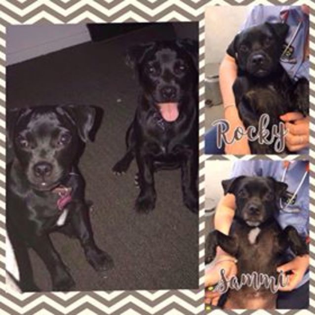 Photo of Rocky & Sammi