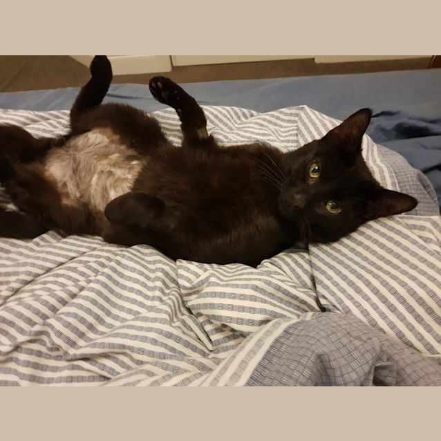 Photo of Spook